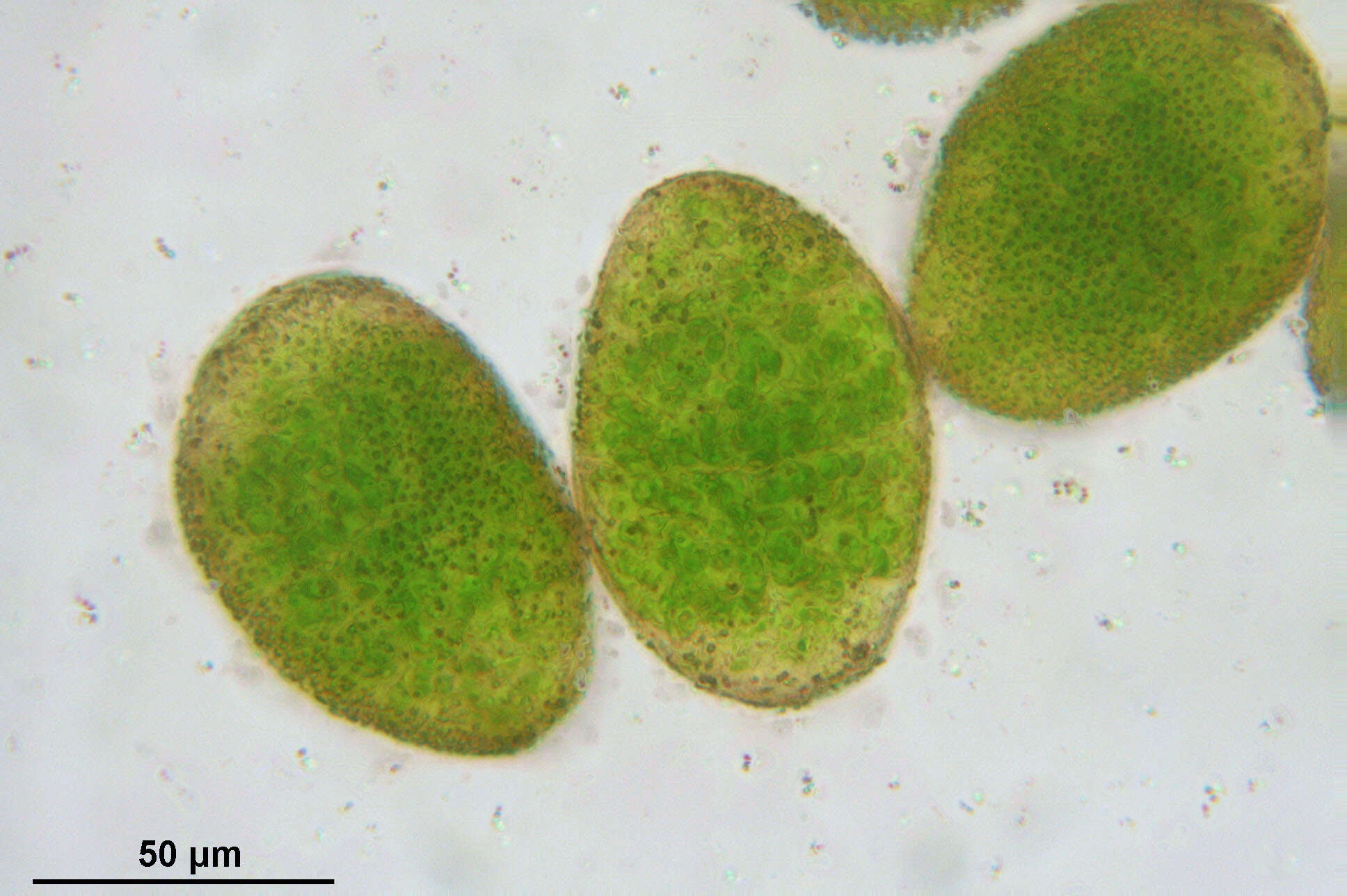 Image of overleaf pellia