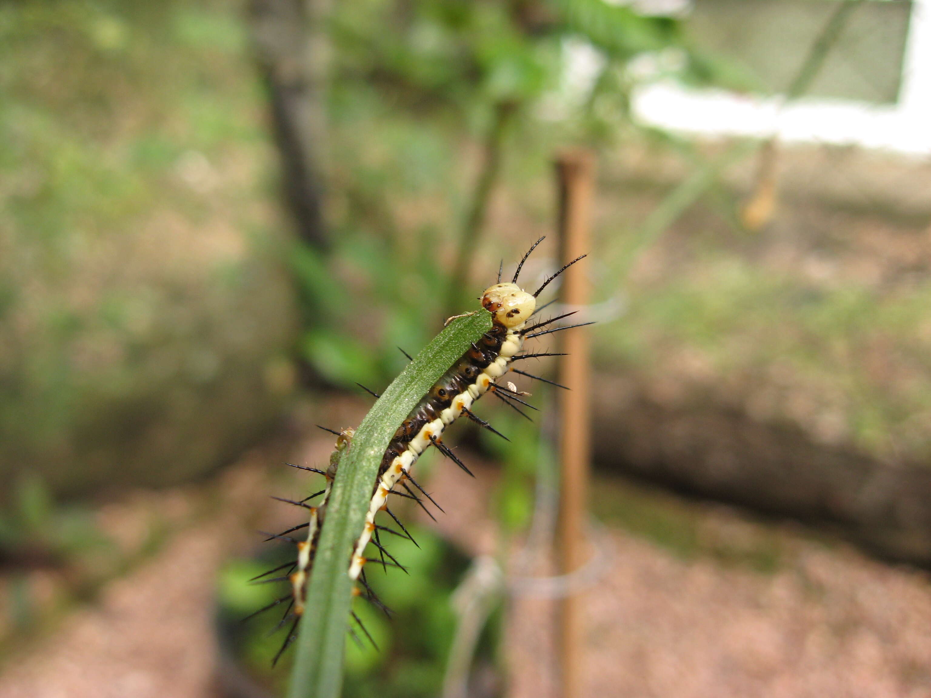 Image of Crimson Patched Longwing