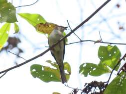 Image of Ashy Minivet