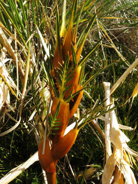 Image of Aciphylla pinnatifida Petrie