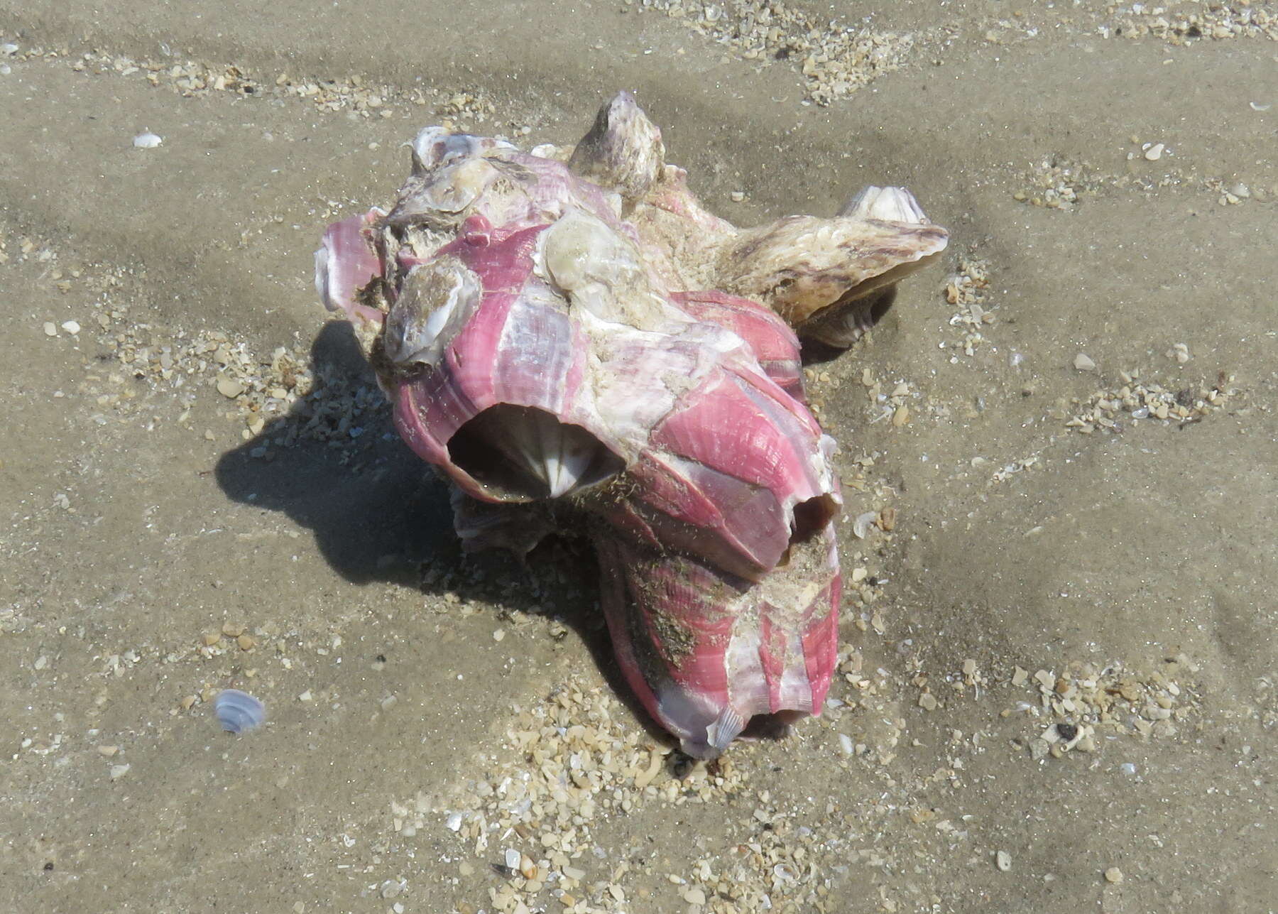 Image of titan acorn barnacle