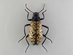 Слика од Cuphotes elongatus (J. Thomson 1859)