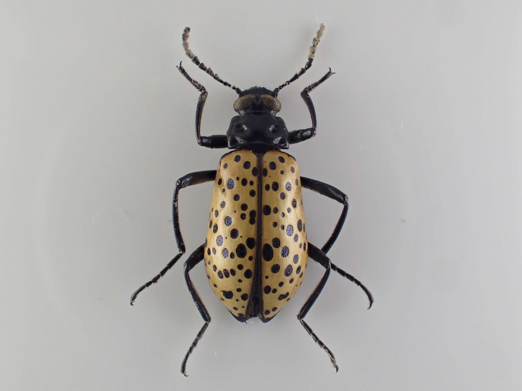 Image of Cuphotes elongatus (J. Thomson 1859)