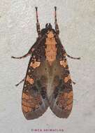Image of Cresera ilus Cramer 1776
