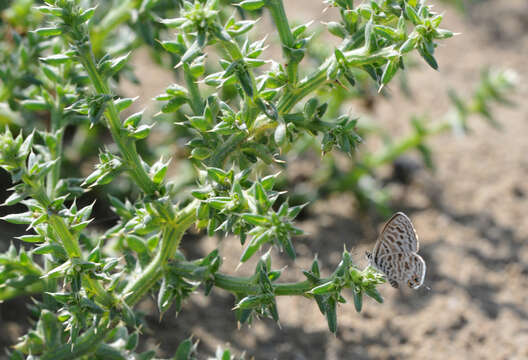 Image of Lang's Short-tailed Blue