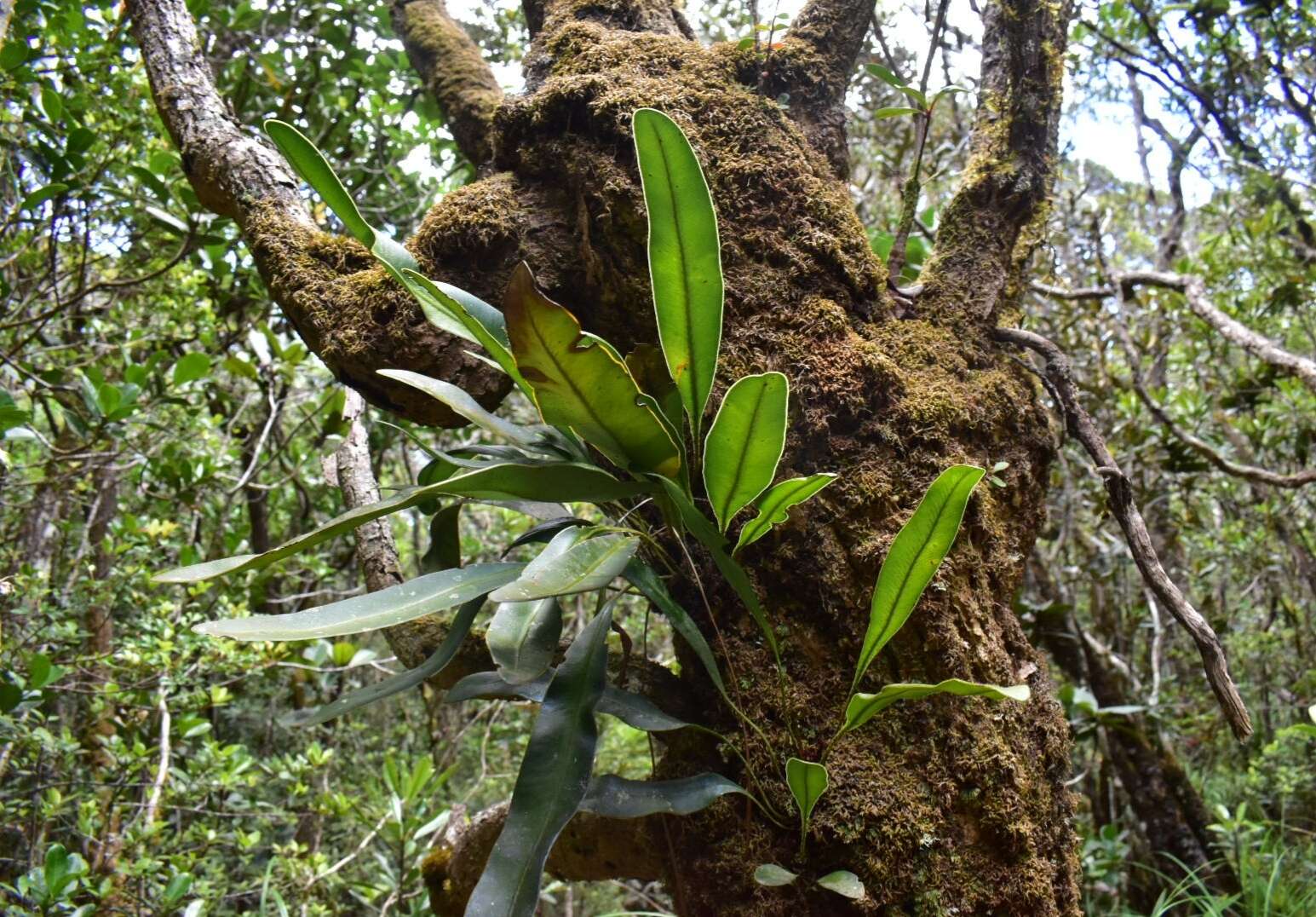 Слика од Elaphoglossum vieillardii (Mett.) Moore