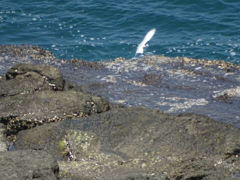 Image of Black-naped Tern