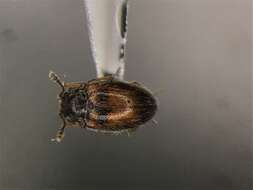 Слика од Henotiderus centromaculatus Reitter 1877