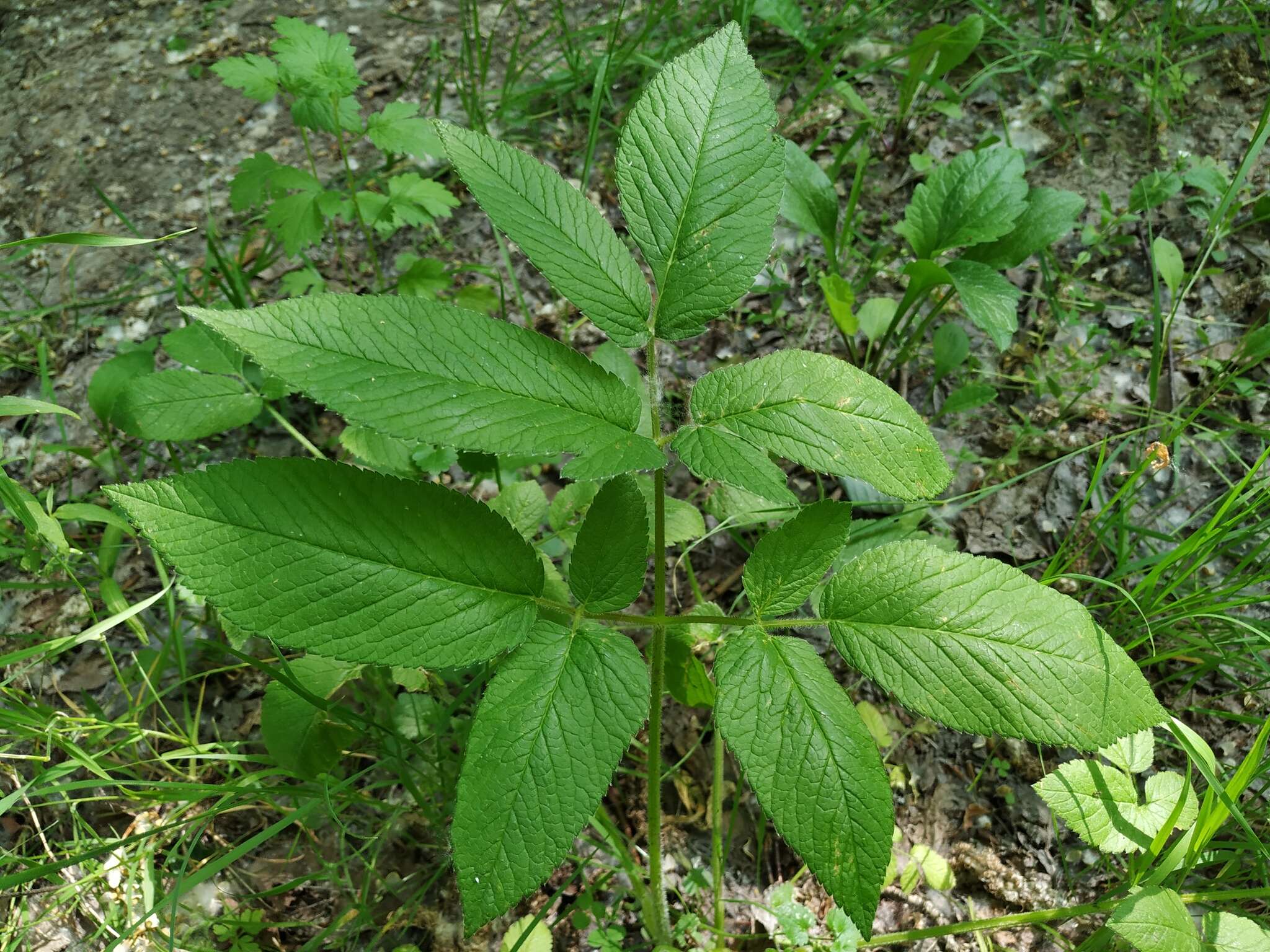 Imagem de Chaerophyllum aromaticum L.