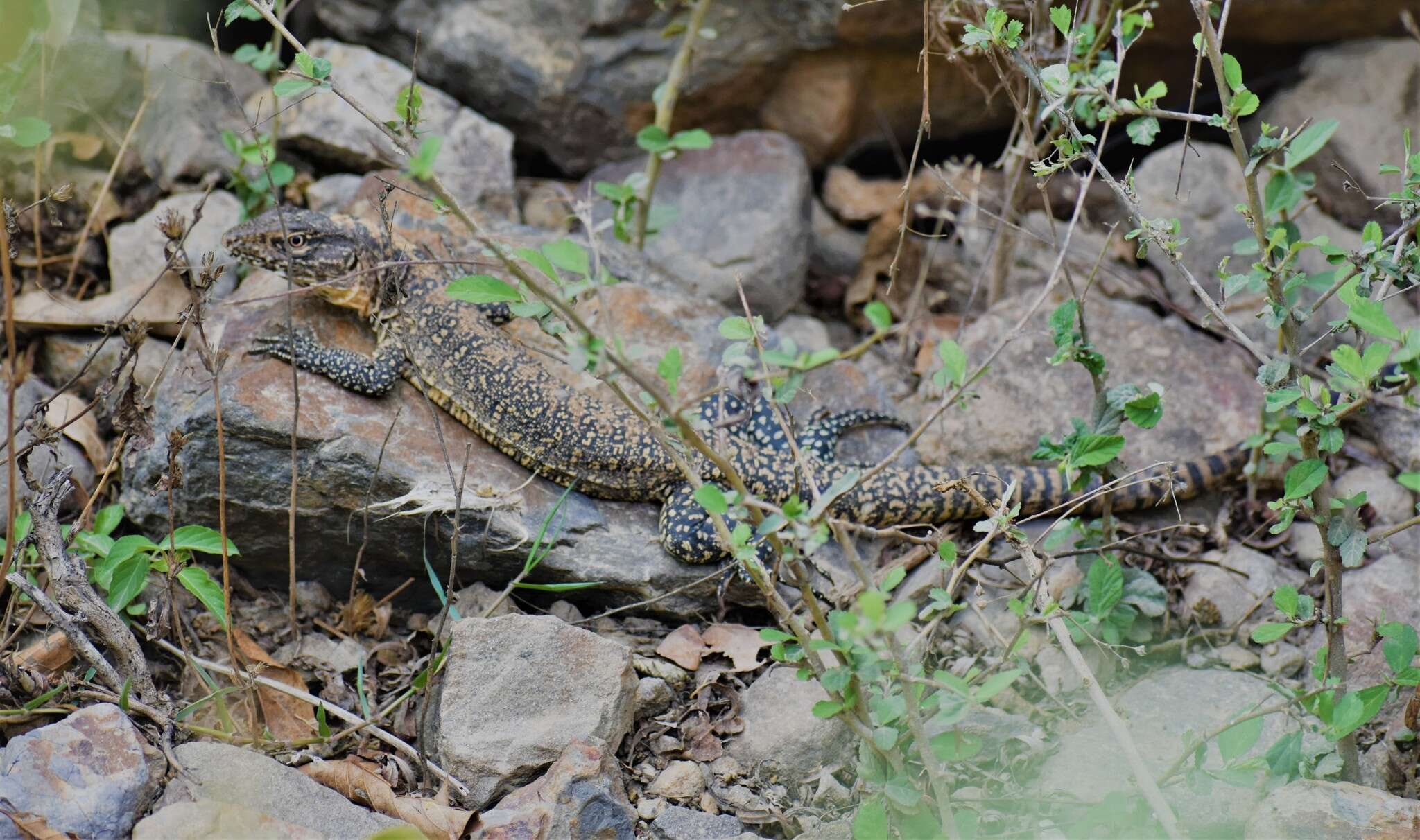 صورة Callopistes flavipunctatus (Duméril & Bibron 1839)