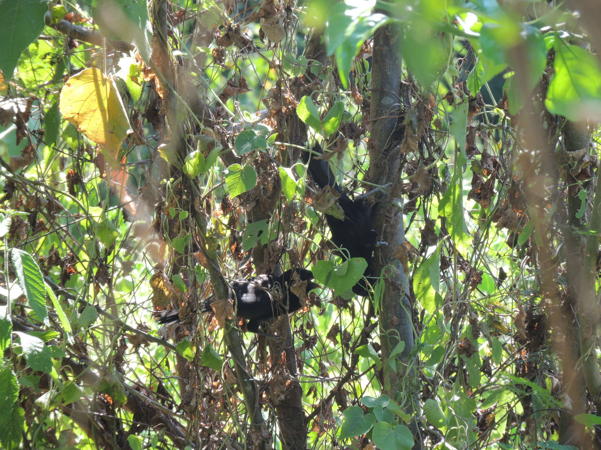 Image of Solitary Black Cacique