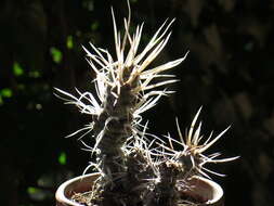 Image of Tephrocactus articulatus