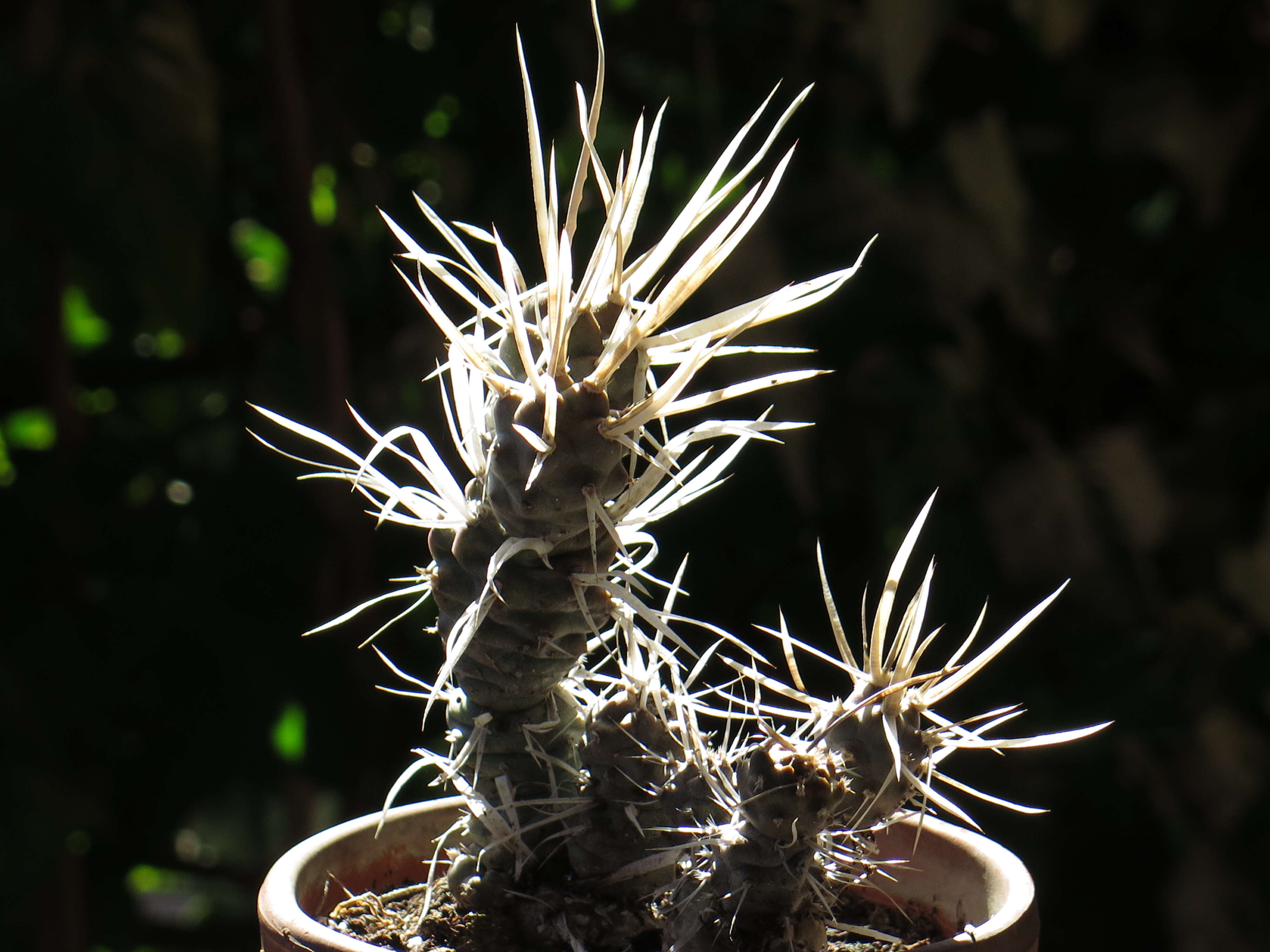 Image of Tephrocactus articulatus