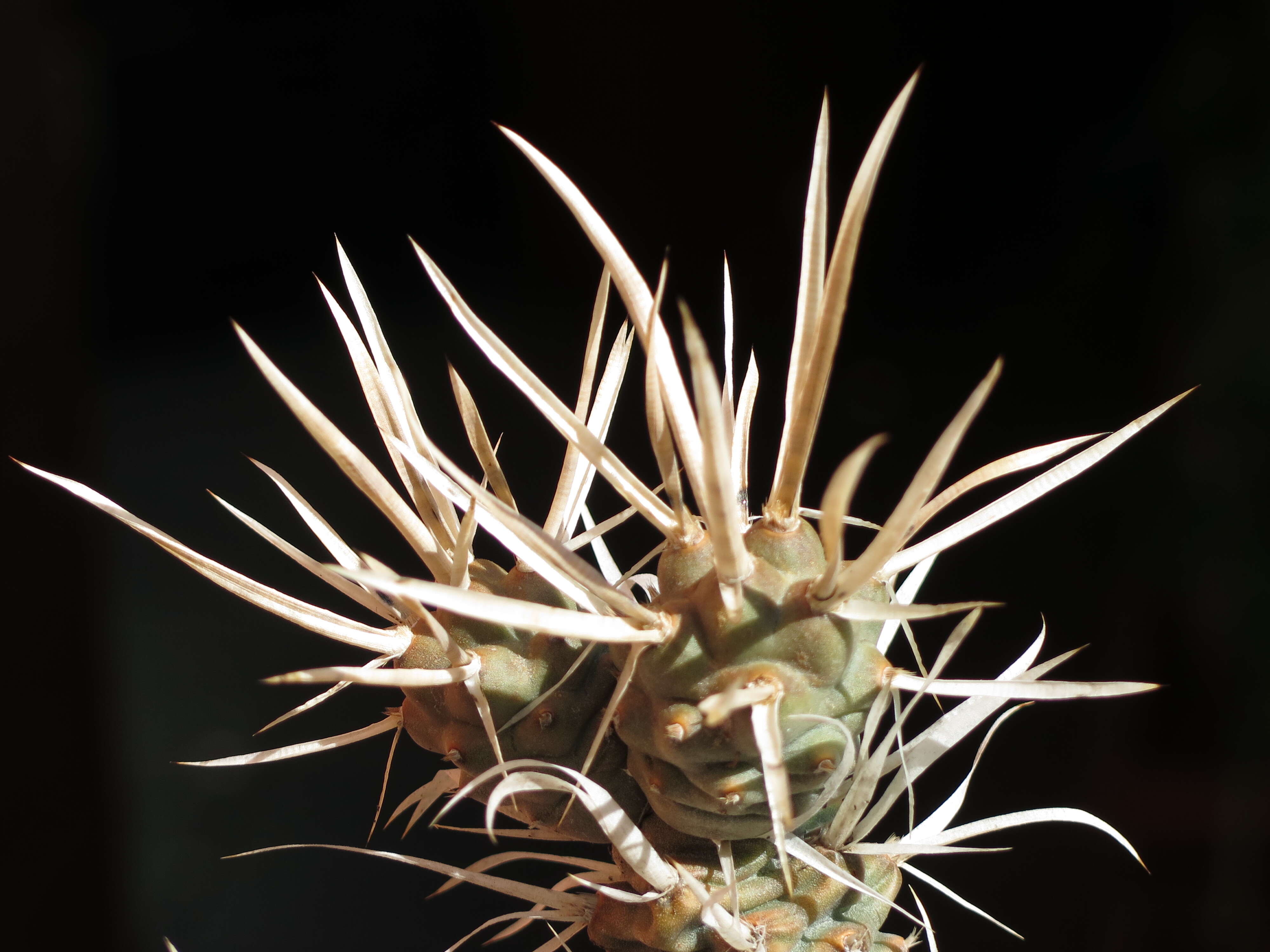 Image of Tephrocactus articulatus