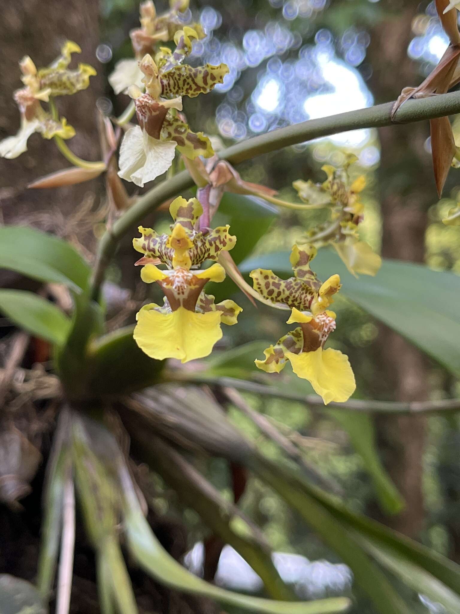 Plancia ëd Oncidium bracteatum Warsz. & Rchb. fil.