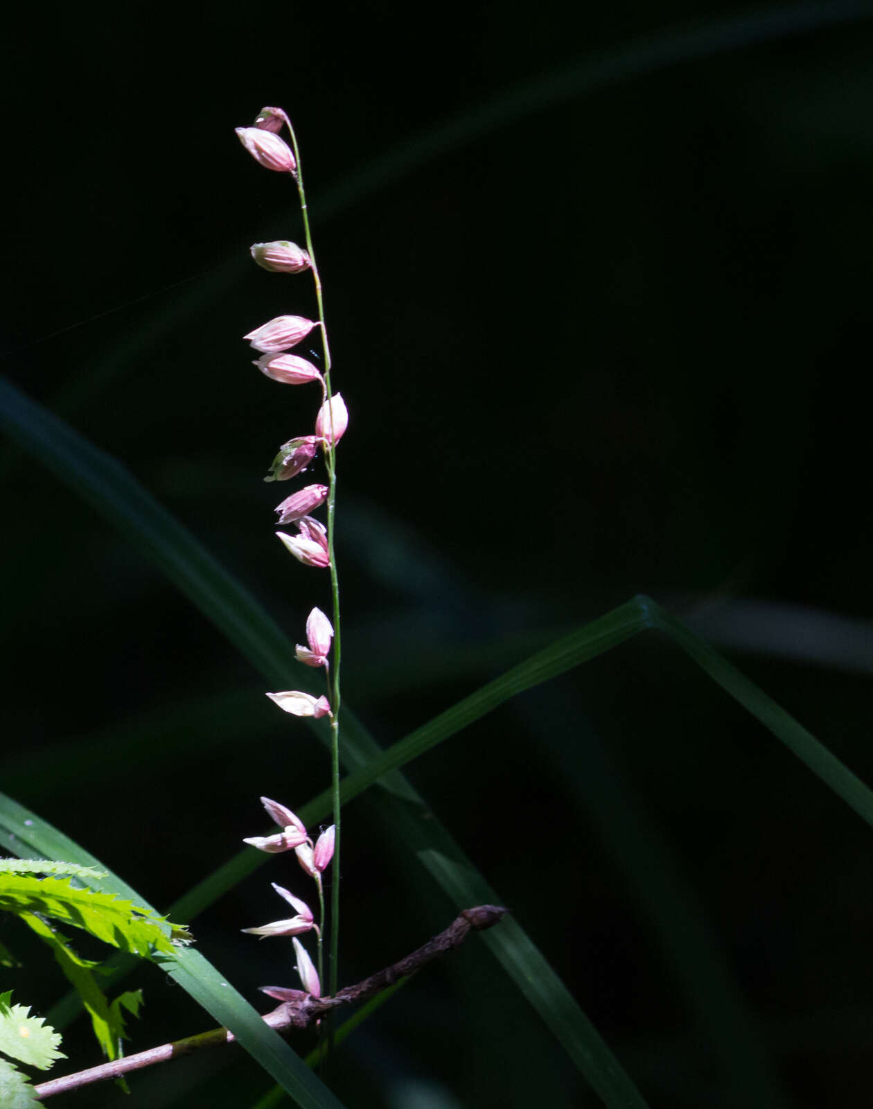 Image of Melica nutans L.