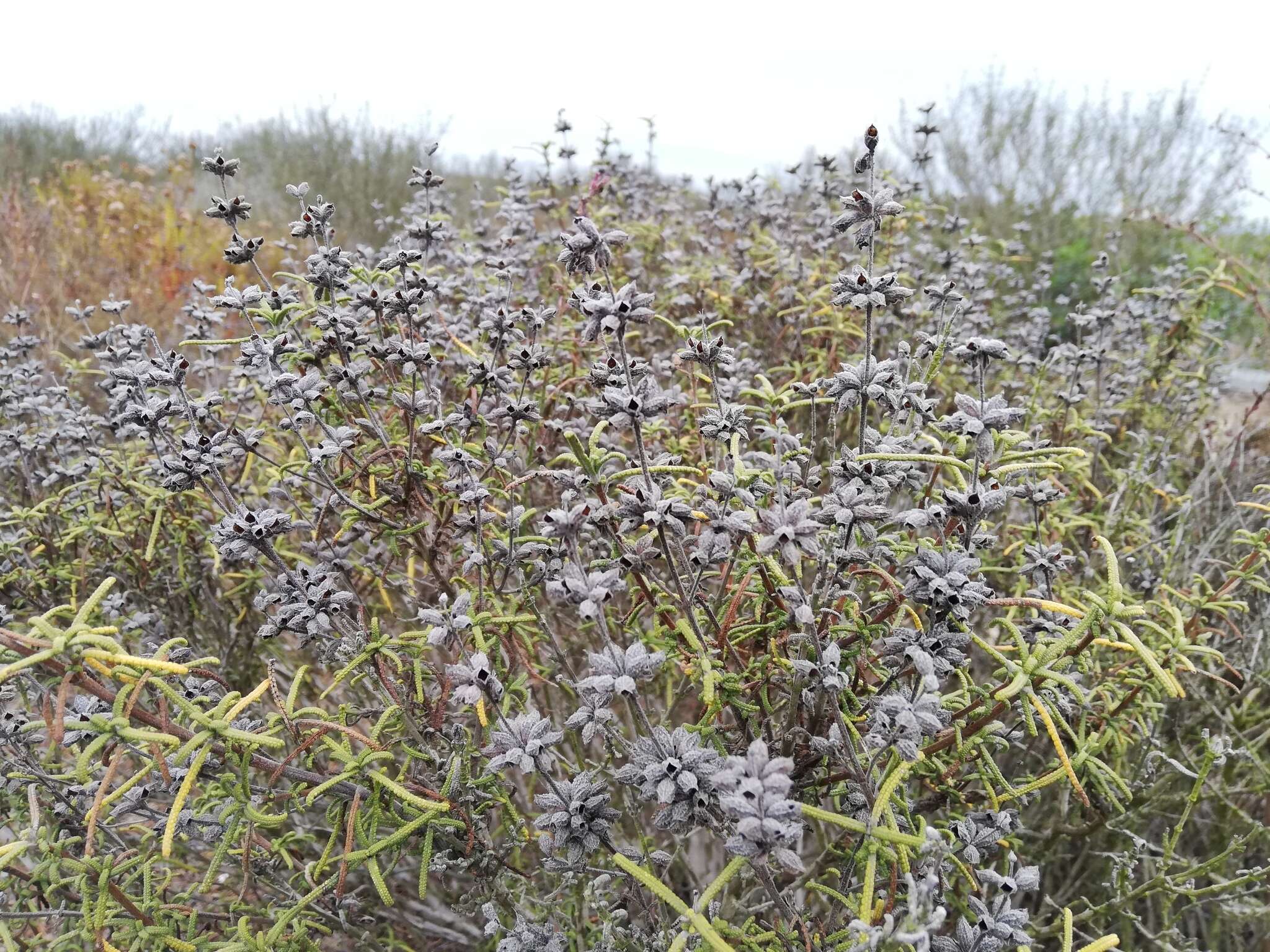 Imagem de Salvia brandegeei Munz