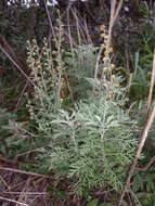 Image of Roman wormwood