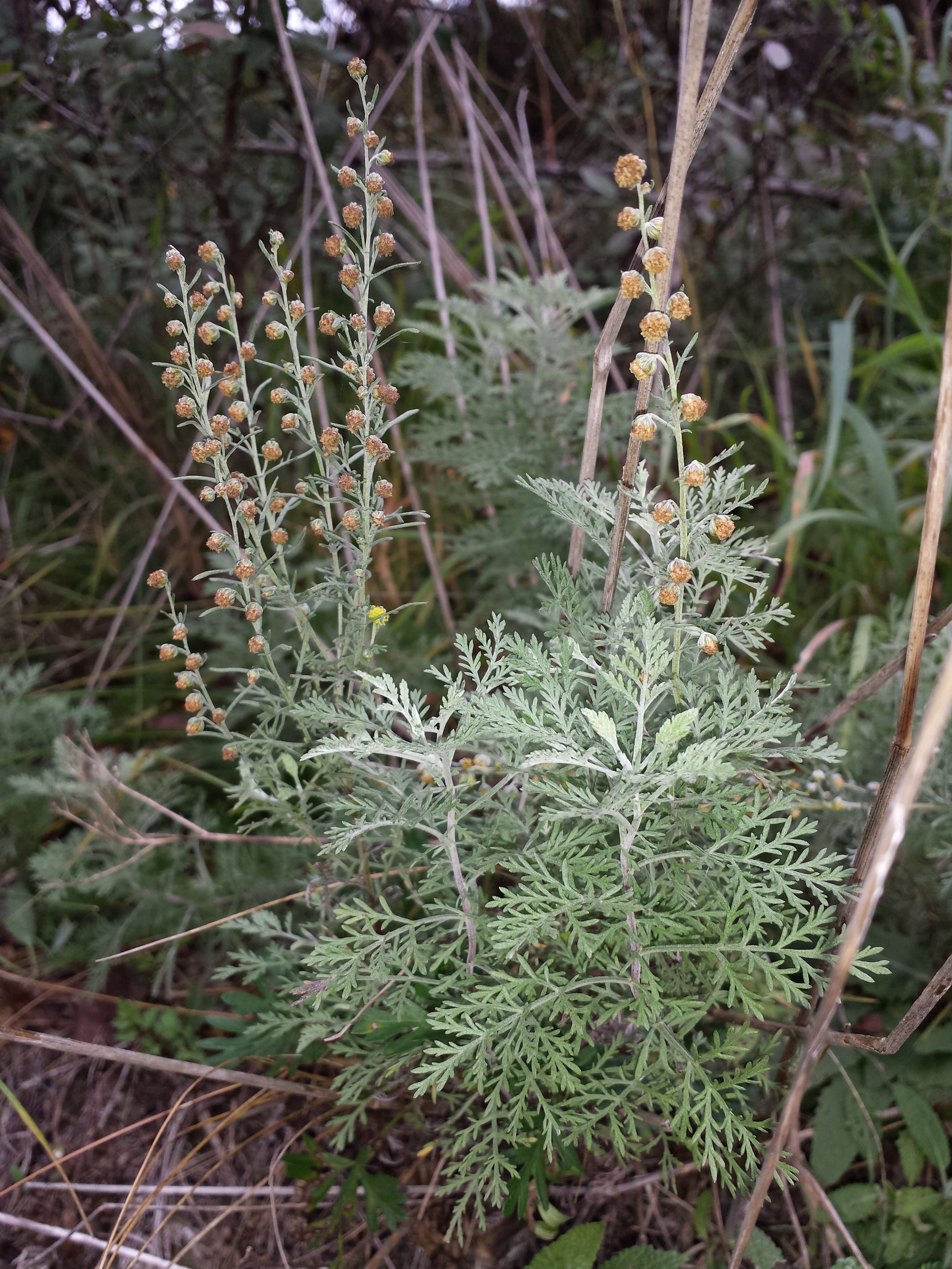 Image of Roman wormwood