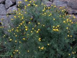 Image of Tagetes subulata Cerv.