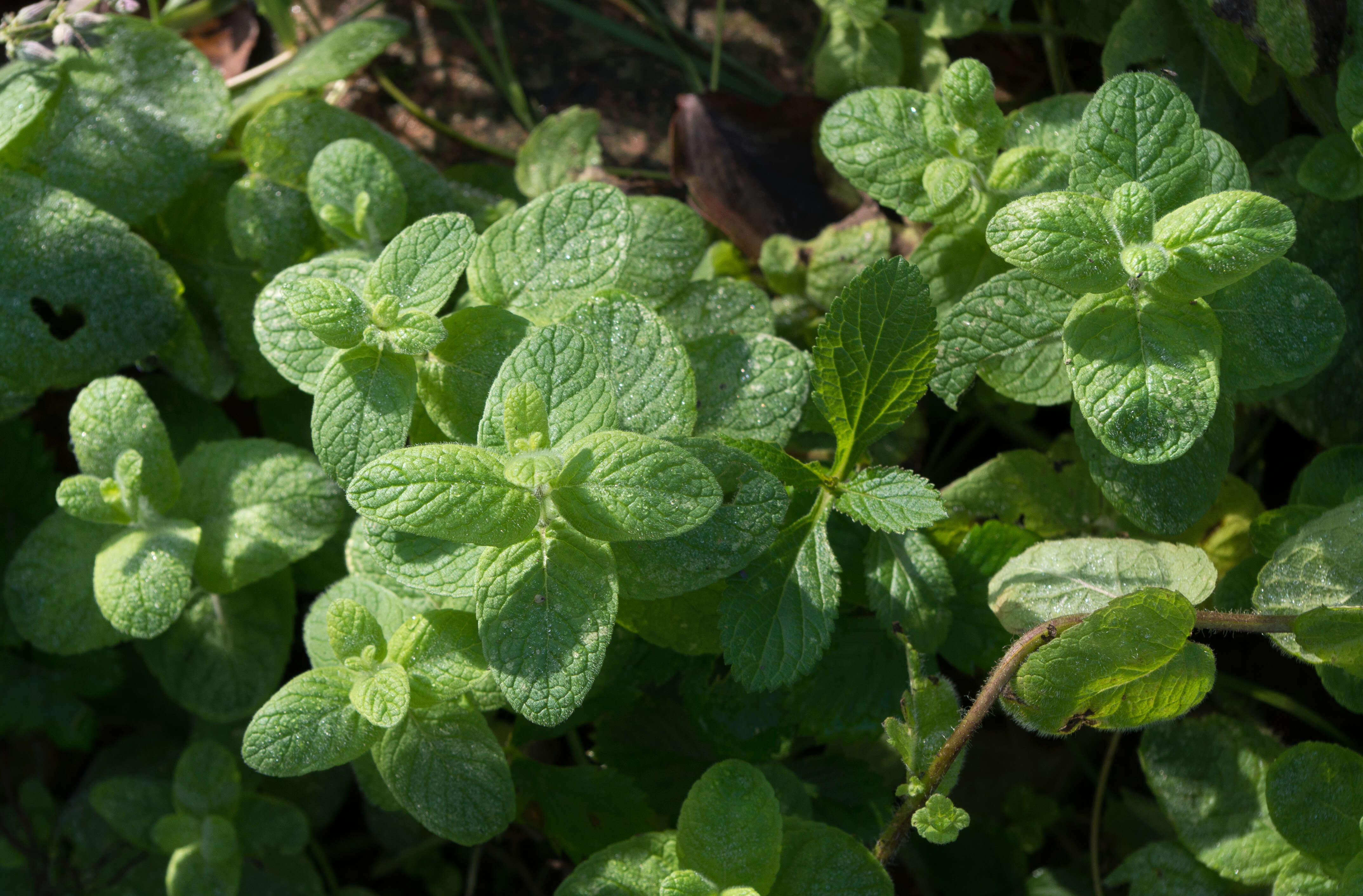 Image of Apple Mint