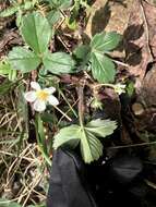 Image de Fragaria ananassa subsp. cuneifolia (Nett. ex Howell) G. Staudt