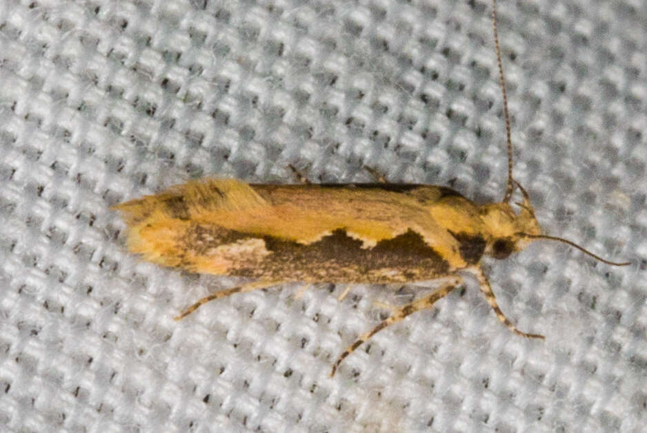 Image of Moth