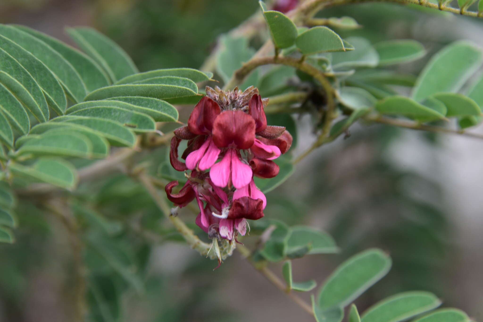 Image de Indigofera lyallii Baker