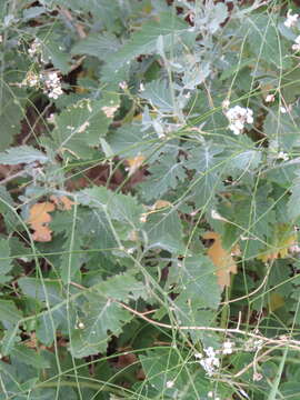 Image of Crambe fruticosa L. fil.