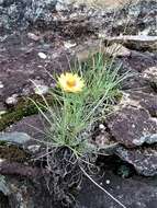 Image of Leucochrysum graminifolium (P. G. Wilson) P. G. Wilson