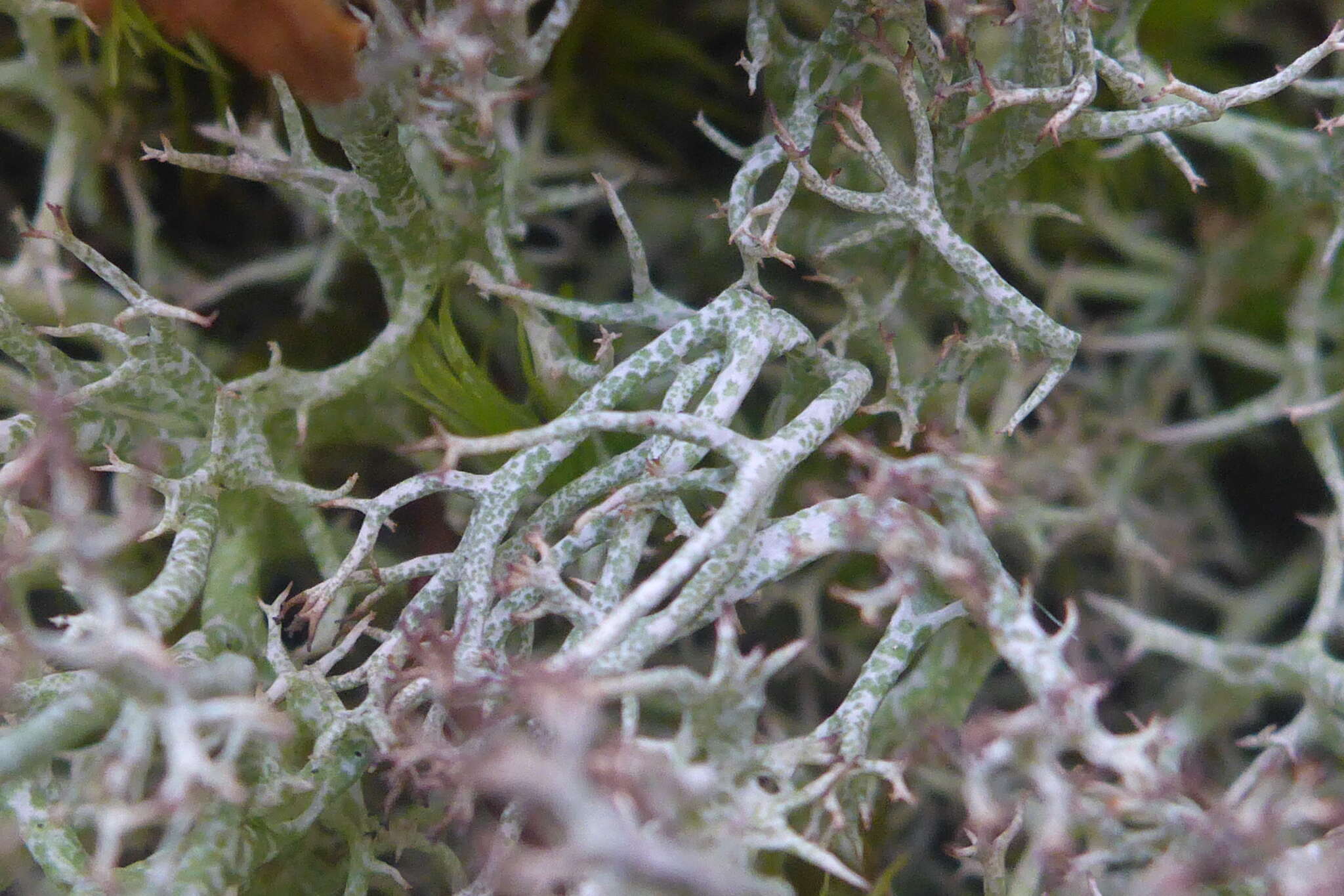 Image de Cladonia amaurocraea (Flörke) Schaer.