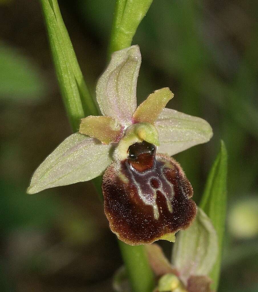 Image of ophrys