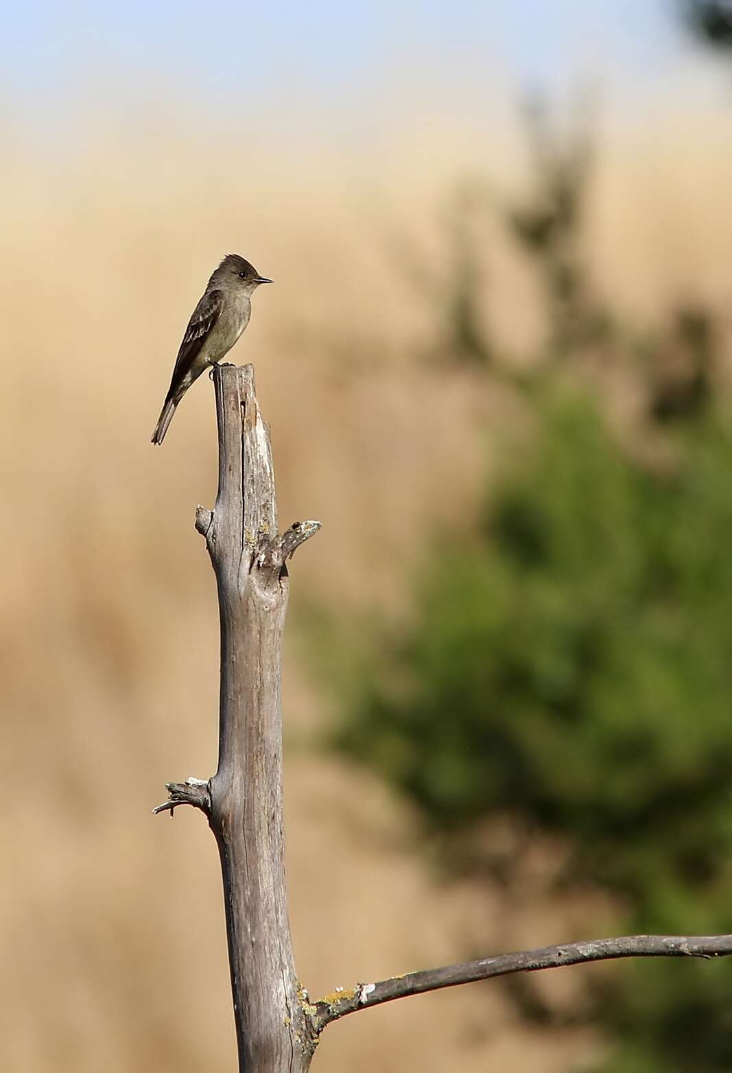 Image of Western Wood Pewee