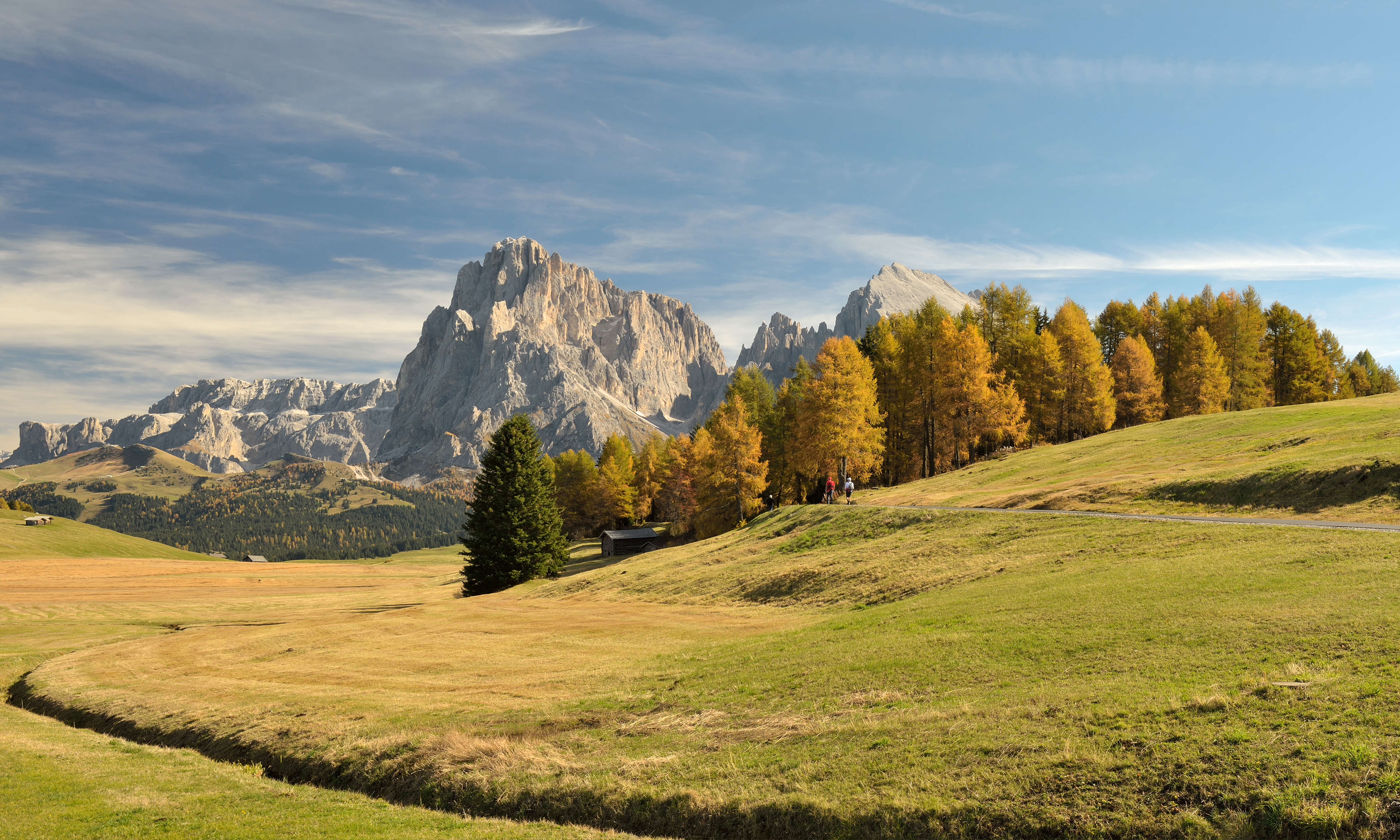 Image of European Larch