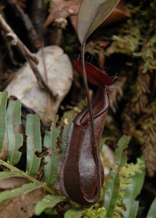 Image of Pitcher plant