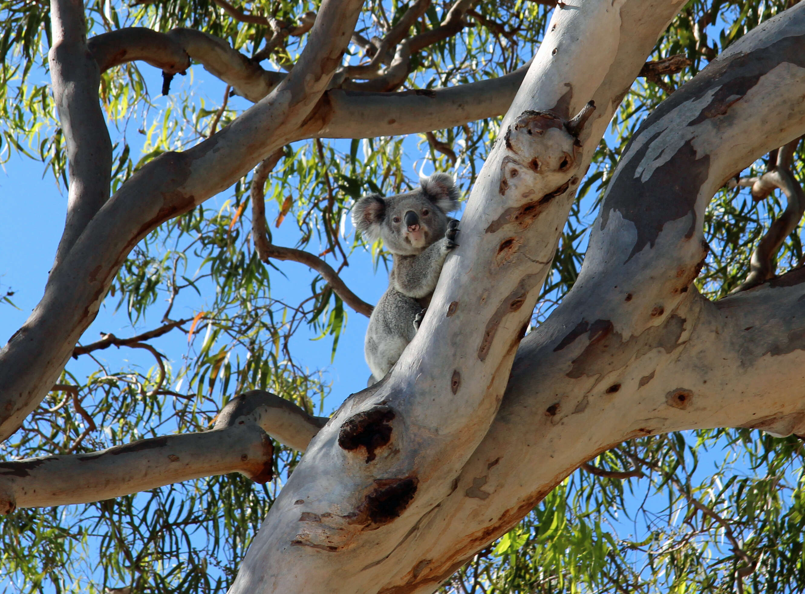 Image of koalas