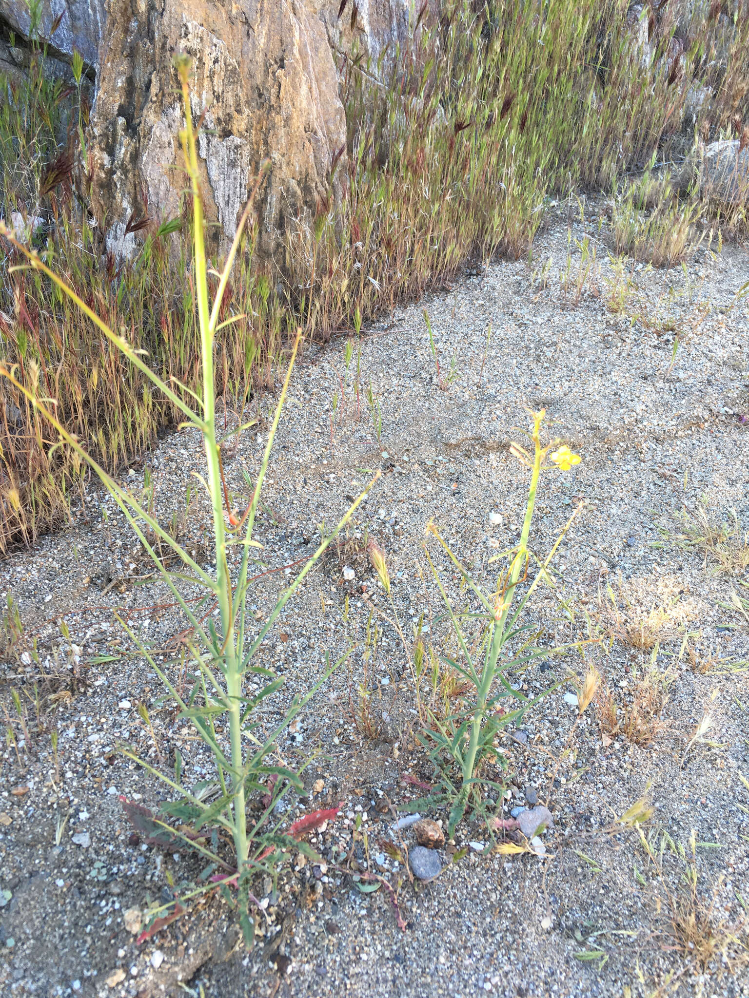 Image of California suncup