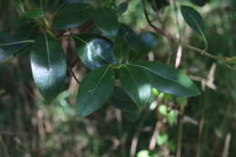 Image of Coprosma lucida J. R. Forst. & G. Forst.