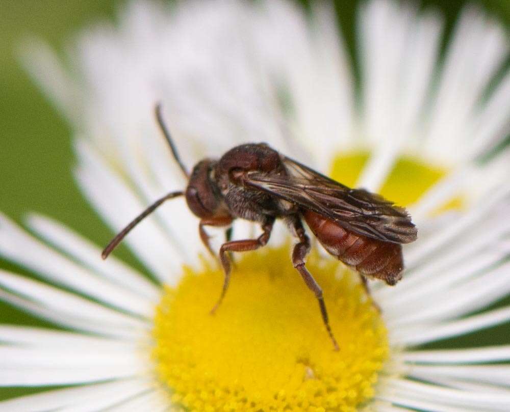 Image of Nomada erigeronis Robertson 1897