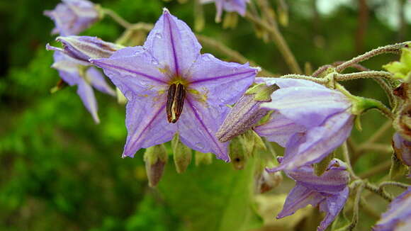 Image de Solanum paniculatum L.