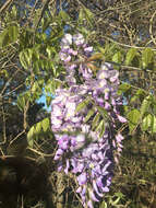 Image of Japanese wisteria