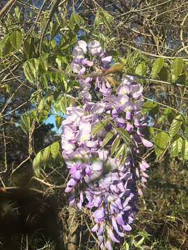 Plancia ëd Wisteria floribunda (Willd.) DC.