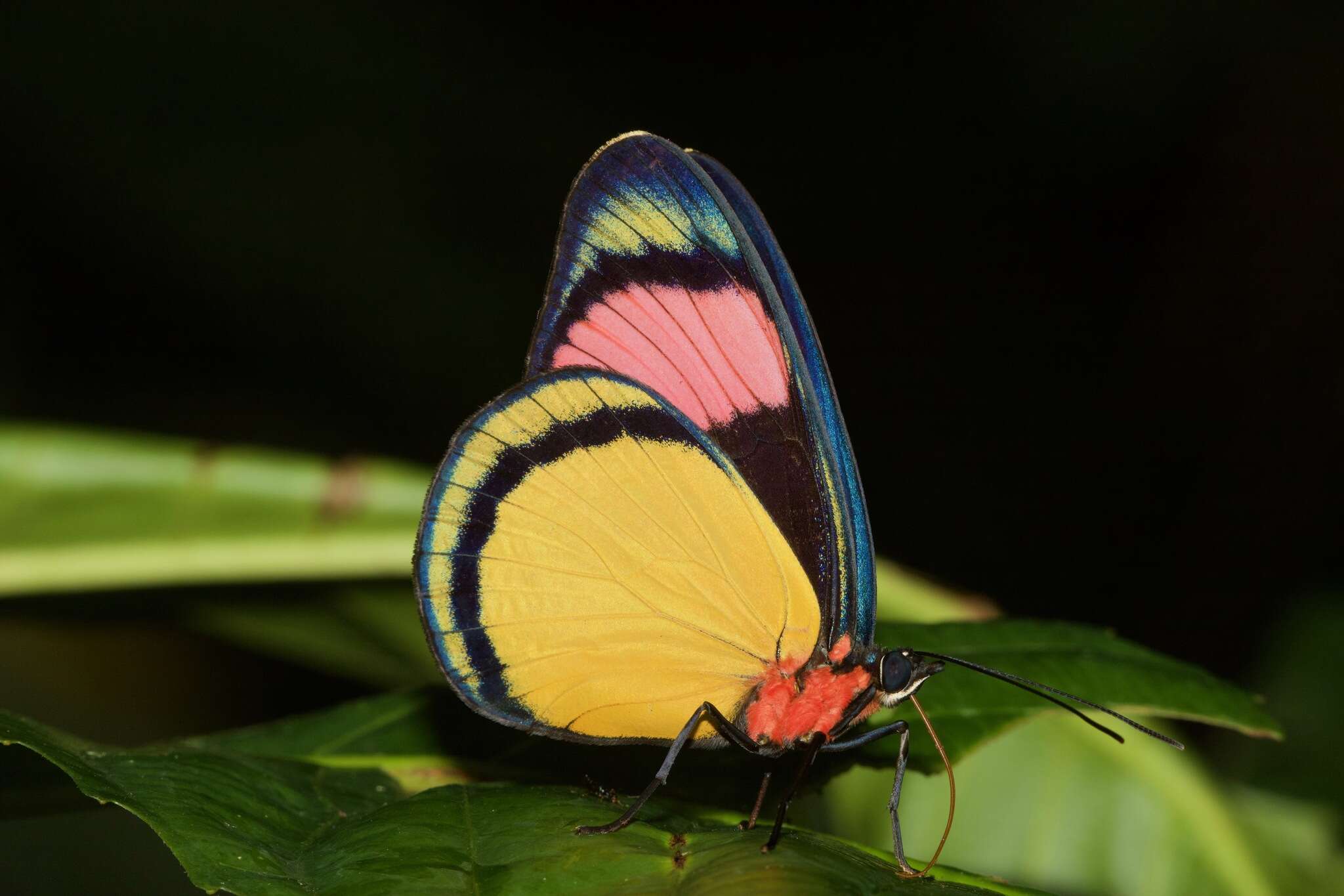 Imagem de Batesia hypochlora Felder 1862