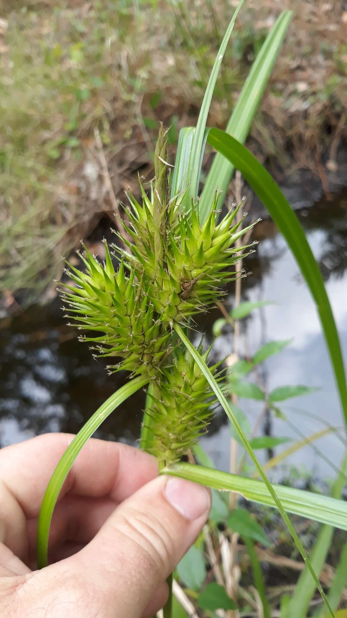 Image of false hop sedge