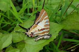 Image de Graphium aristeus (Stoll 1780)