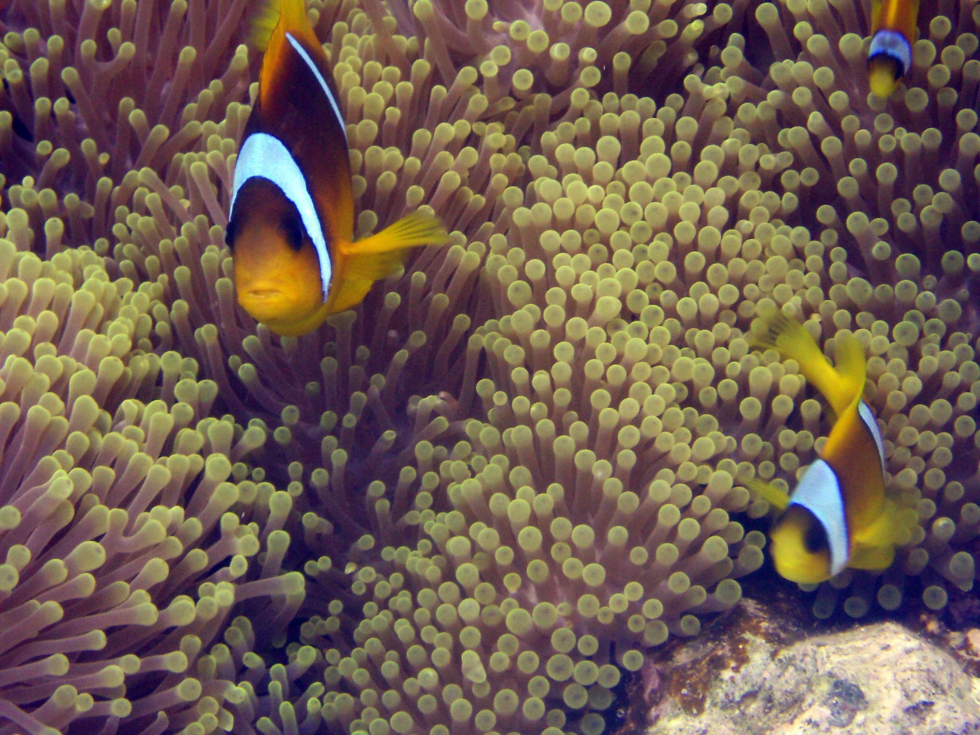 Image of Clownfish