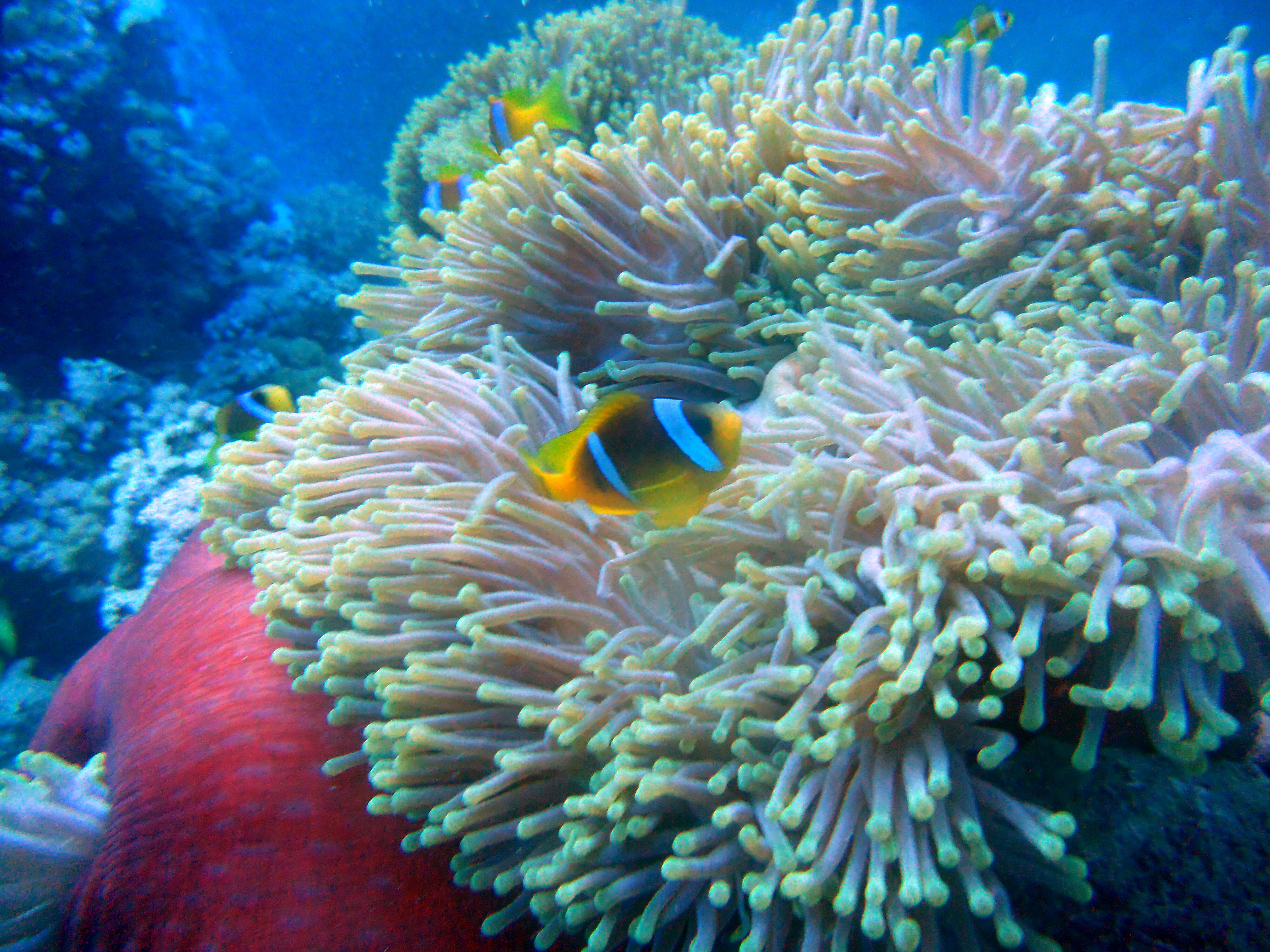 Image of Clownfish