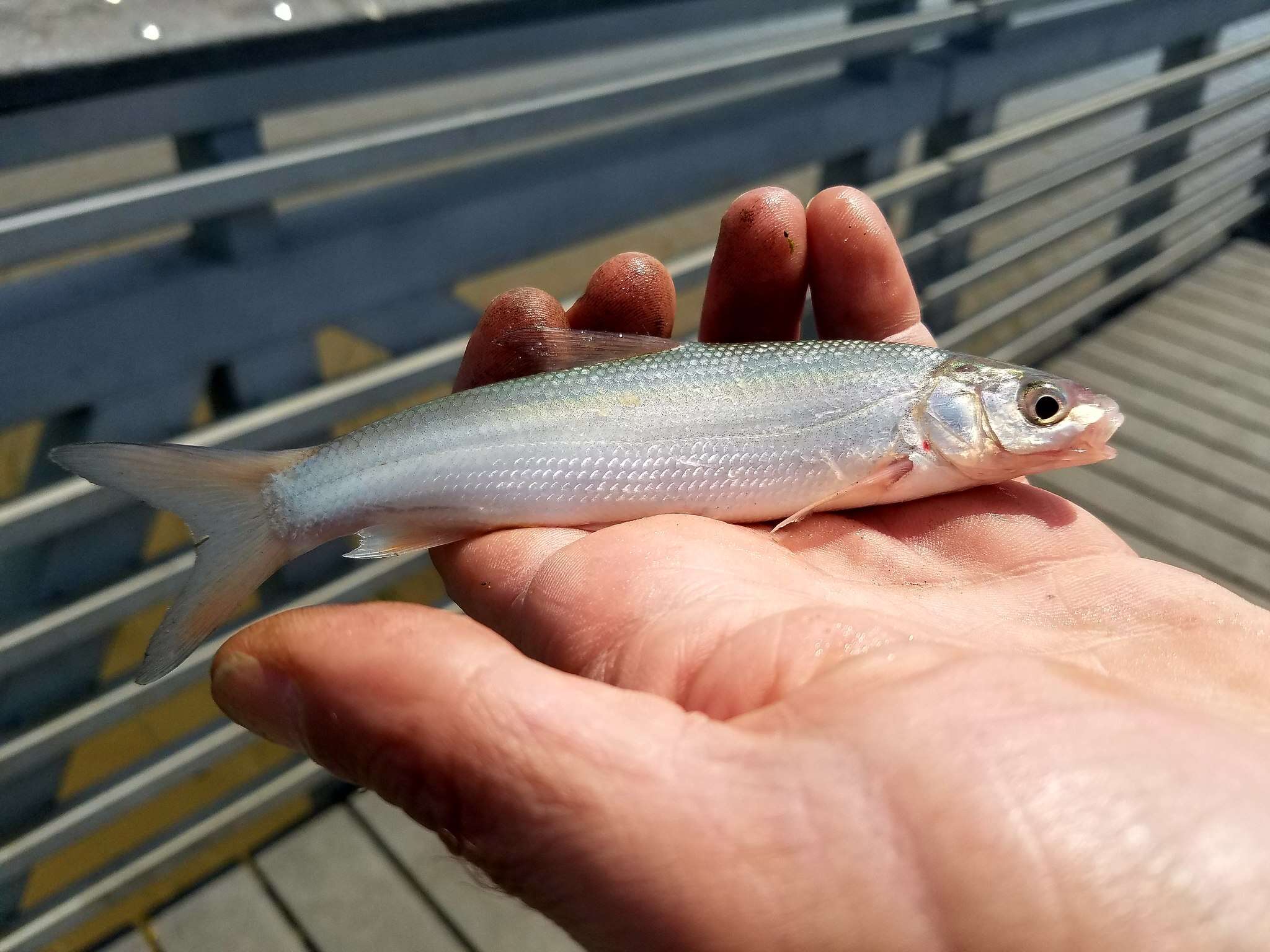 Pogonichthys resmi