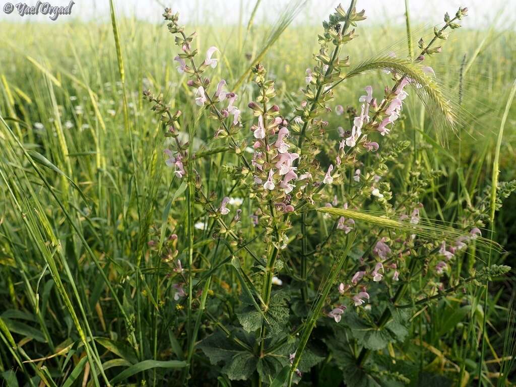 Imagem de Salvia hierosolymitana Boiss.