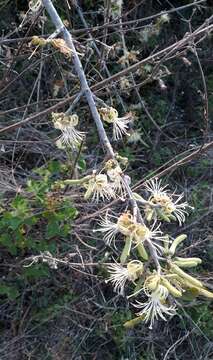 Image of Alangium salviifolium (L. fil.) Wangerin